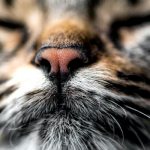 10 ароматов, которые привлекают кошек