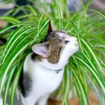 10 Houseplants Safe for Your Dogs and Cats