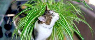 10 Houseplants Safe for Your Dogs and Cats