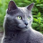2000 most beautiful cat names for Russian Blue boys and girls