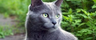 2000 most beautiful cat names for Russian Blue boys and girls