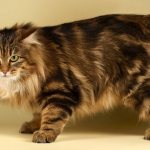 2000 coolest nicknames for Kurilian Bobtail cats for boys and girls