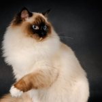 2000 most popular nicknames for ragdoll cats for boys and girls