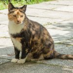 4 signs your cat is pregnant for the first time