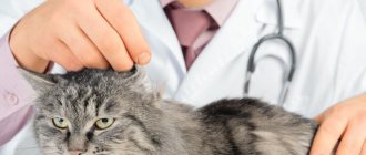 7 Causes of Increased Body Temperature in Cats