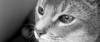 Абиссинская кошка история породы