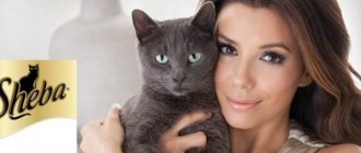 actress Eva Lognoria and Russian Blue cat