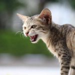 Allergic manifestations in cats