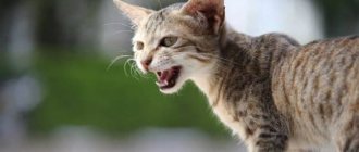 Allergic manifestations in cats