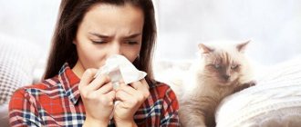Allergy to cats