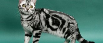 American shorthair cat