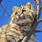 Amur forest cat