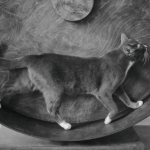беговое колесо для кошки