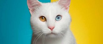 Is a white cat with different colored eyes a special breed?