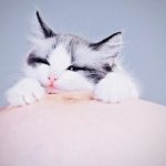 Pregnant women get rid of cats. But in vain! 