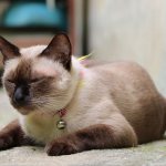 Блохи у кошки: ошейник, капли и шампунь