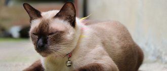 Fleas on a cat: collar, drops and shampoo