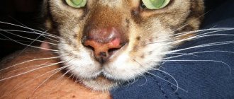 болезненный нос у кошки