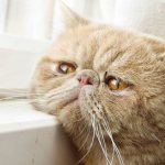 Болезни котов после кастрации: симптомы, профилактика, лечение