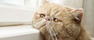 Diseases of cats after castration: symptoms, prevention, treatment