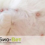 Mammary gland diseases in cats