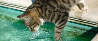 Cat&#39;s fear of water