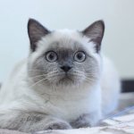 British blue point cats special features