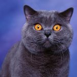 british cat photo