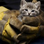 Будем жить. 5 трогательных и удивительных историй о  спасении котят. 393696.jpeg