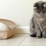 Quickly remove cat urine from a surface: effective folk and special methods
