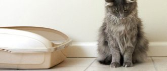 Quickly remove cat urine from a surface: effective folk and special methods
