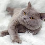 Do British Fold cats have fold ears?