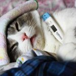 Ceftriaxone for cats