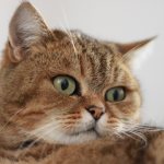 How do British cats differ from Scottish ones?
