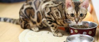 What to feed a Bengal cat, read the article