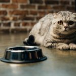 Чем кормить кота — натуралкой или сухим кормом?