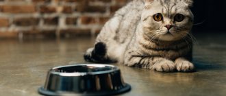 What to feed your cat - natural food or dry food?