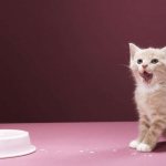What to feed a 2 month old kitten