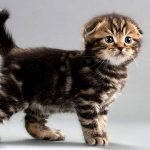 What to feed a Scottish Fold kitten
