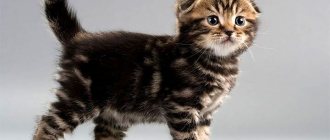 What to feed a Scottish Fold kitten