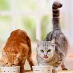 Чем кормить шотландскую вислоухую и прямоухую кошку и шотландского кота?