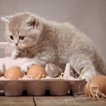 Чем нельзя кормить кошек читайте статью