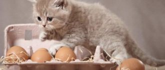 What not to feed cats, read the article