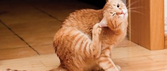 Why are cat fleas dangerous? Can they jump to a person? 