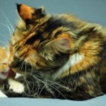 Tortoiseshell color of cats: varieties, mysticism, interesting facts