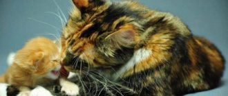 Tortoiseshell color of cats: varieties, mysticism, interesting facts