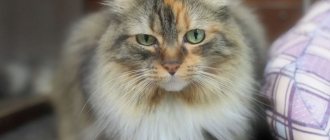 Чип для кошек позволяет владельцу защититься от их кражи или подмены