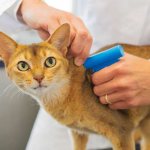 Microchipping of cats