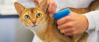 Microchipping of cats