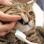 Brushing a cat&#39;s teeth